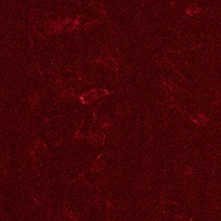 Upholstery (2016-2019) image 3